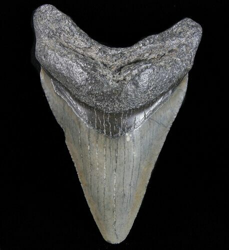 Juvenile Megalodon Tooth - South Carolina #74215